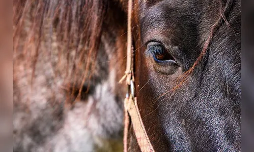 Adolescente é morto a tiros enquanto alimentava cavalo
