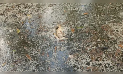 Vazamento de açúcar em trem mata peixes e polui rios em Morretes (PR)