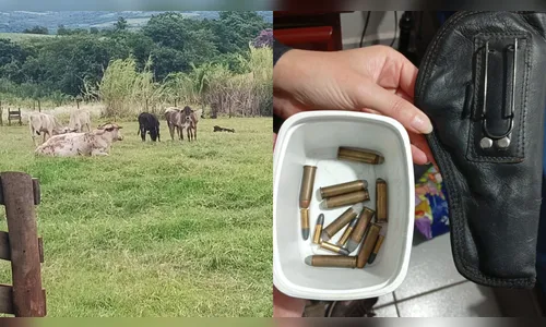 Operação da PCPR mira organização especializada em furtos de gado na região de Apucarana