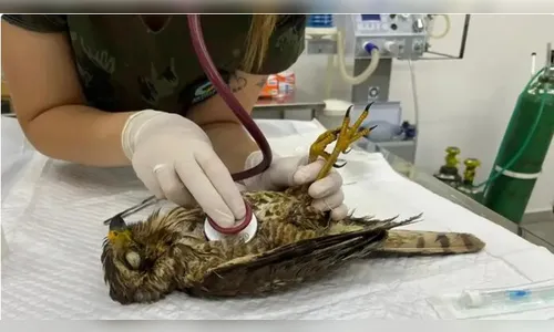 Universidade do PR assume cuidados de animais afetados por tornado