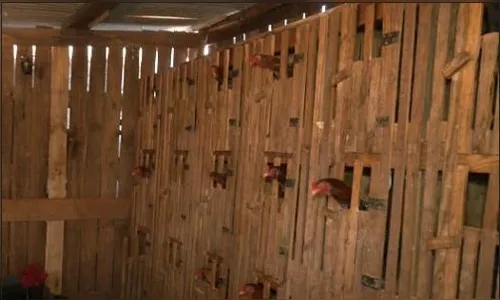 Rinha clandestina com 70 galos é localizada na zona norte de Londrina