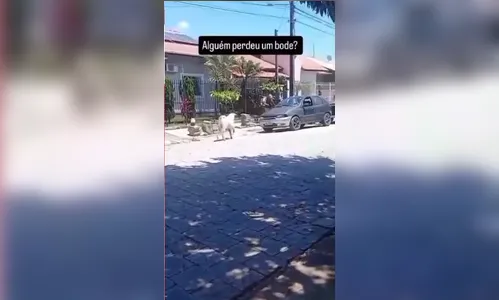 Vídeo: bode solto corre atrás de trabalhadores e cena viraliza em SC
