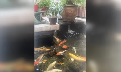 Peixes no Feng Shui