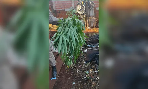 Suspeito é flagrado com pés de maconha dentro de casa em Apucarana