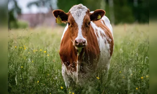 Cidade de SC confirma caso de raiva bovina e reforça alerta preventivo