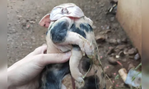 Leitão com dois corpos surpreende com mutação rara; veja vídeo