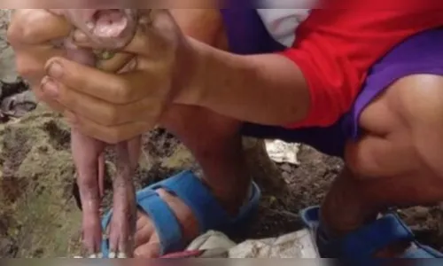 Leitão nasce com rosto de bebê humano; veja foto