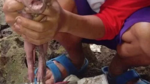 Um leitão com uma deformidade rara chamou atenção