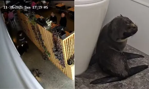 Uma filhote de foca que entrou no estabelecimento após se perder