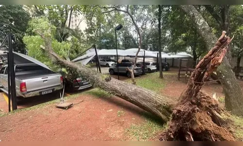 Ventania em SP: 1,2 milhão de imóveis estão sem luz