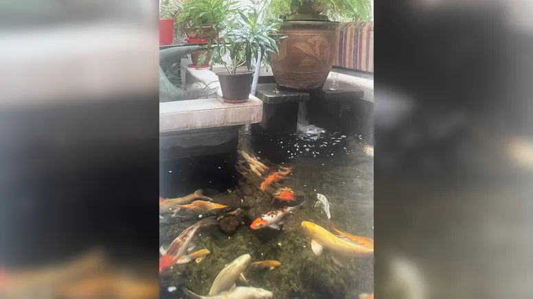 Os peixes estão associados ao fluxo de energia positiva