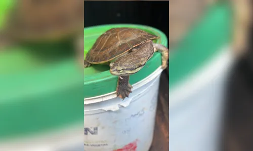Cágado-de-barbicha é capturado no Conjunto Centauro em Arapongas