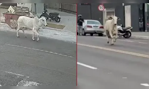 A caminho do abate, boi pula de veículo e foge pelas ruas de Paranavaí