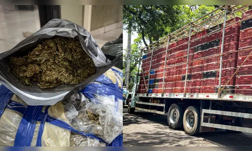 PRF apreende 1,9 tonelada de drogas em carga de frangos no Paraná; veja o vídeo