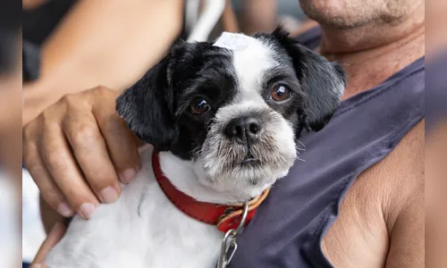 Apucarana vai castrar 450 cães e gatos em nova edição do CastraPet Paraná