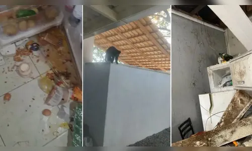 Invasão de macacos obriga moradores a abandonarem casas em SC