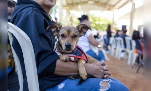 Prefeitura de Apucarana e Governo do PR realizam mutirão de castrações gratuitas