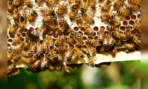 Idoso sobrevive após levar cerca de mil picadas de abelha no PR