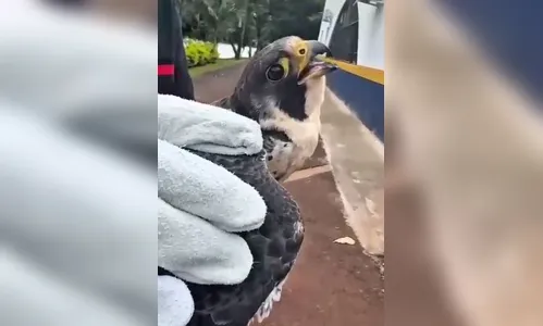 Meio Ambiente de Apucarana (PR) faz resgate de animal 