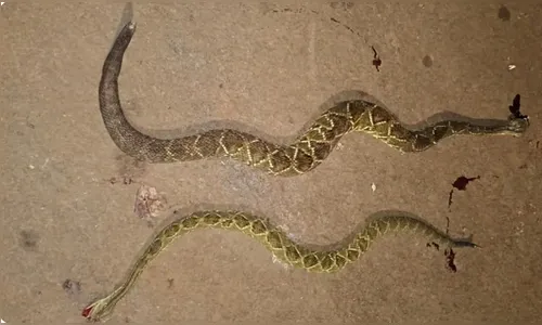 Cascavéis são encontradas em área urbana de Borrazópolis e geram preocupação