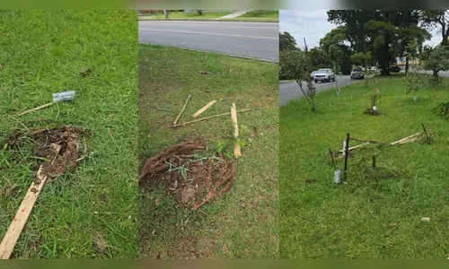Mulher é flagrada vandalizando e arrancando 40 árvores em Curitiba