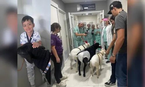 Ovelhas usam toucas de Natal para alegrar pacientes em Curitiba (PR)