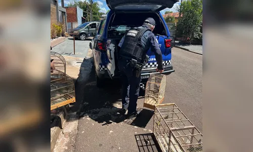 GM resgata 24 aves silvestres mantidas em cativeiro em Arapongas