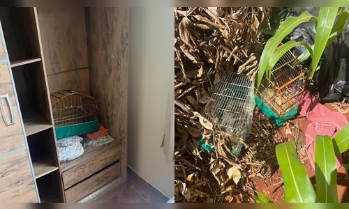 Morador esconde aves em guarda-roupa e leva multa de R$ 6 mil em Arapongas
