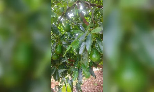 Briga por pé de abacate termina na delegacia em Apucarana