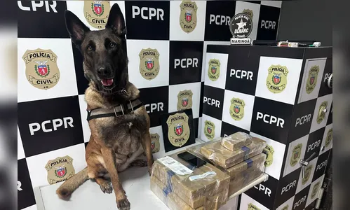 Passageiros aplaudem cão policial após apreensão de drogas em Maringá; vídeo