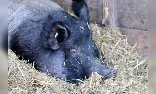 Criminosos invadem sítio e matam porca para furtar carne em Cambira