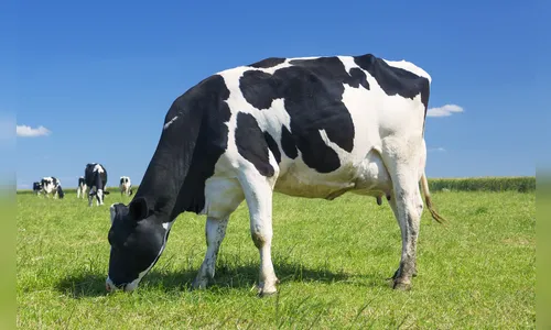 Criminosos matam vaca e furtam carne em propriedade rural na região