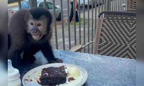 Macaquinho de fralda é visto “tomando café” em restaurante do Paraná; veja vídeo