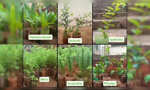 Feirão de Mudas oferece espécies nativas e frutíferas a preços popular