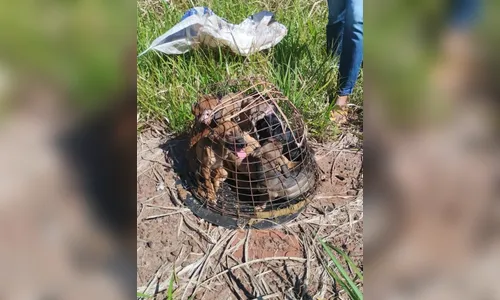 Filhotes são resgatados após abandono em gaiola improvisada no PR