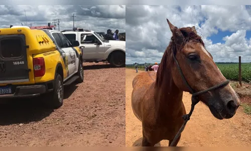 Operação conjunta resgata seis cavalos em situação de abandono em Apucarana