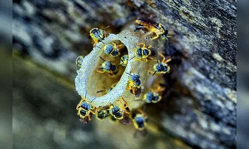 Idoso sobrevive após levar cerca de mil picadas de abelha no Paraná