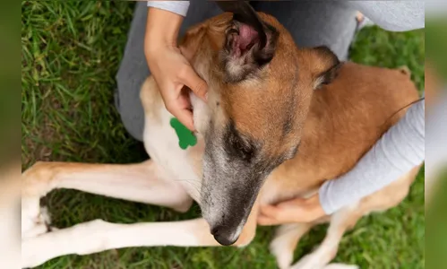 Mulher que fez sexo com cachorro é investigada pela polícia no Paraná