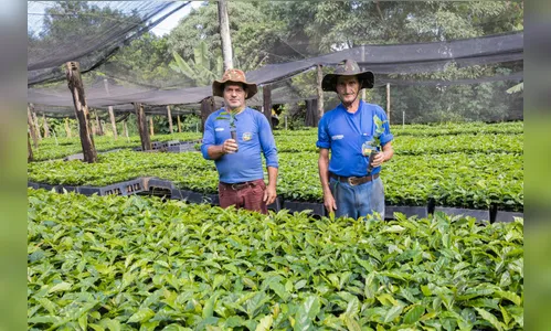 Apucarana vai repassar 130 mil mudas de café para cafeicultores do município