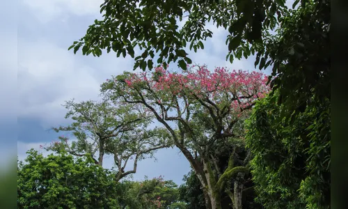 Último fim de semana da primavera terá altas temperaturas  e chuva