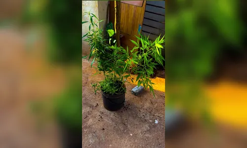 Homem que cultivava maconha na casa do avô é preso em Arapongas