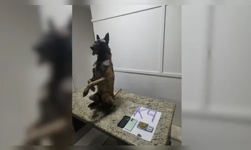 Cão farejador localiza drogas enterradas em mata de Apucarana