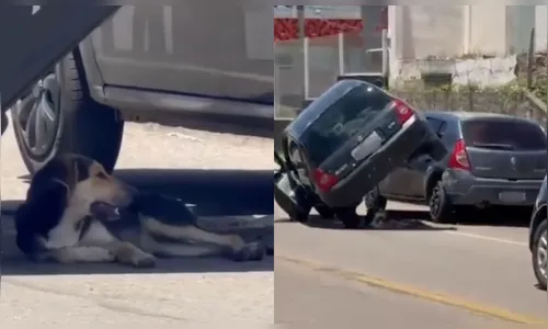 Cão é flagrado descansando em sombra de carro após acidente no Paraná; veja vídeo