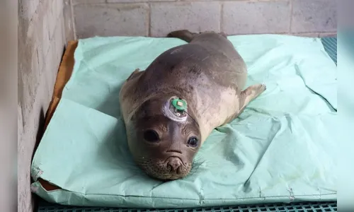 Filhote de elefante-marinho é devolvido ao mar no Paraná