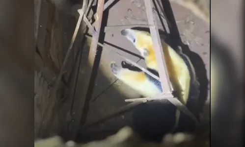 Tamanduá-mirim é resgatado em chácara de Apucarana; veja o vídeo