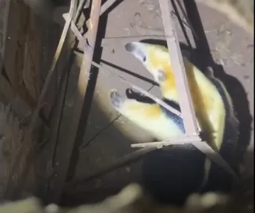 O tamanduá estava acuado dentro de uma estrutura metálica