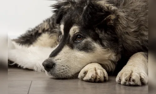 Polícia Civil investiga morte de cão deixado sozinho por tutores durante viagem