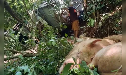 Caminhão com porcos cai em cachoeira no PR; motorista sobrevive