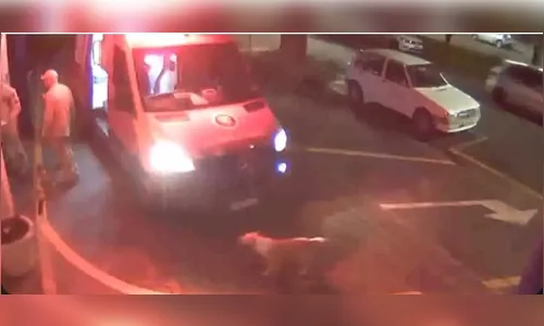 Cão acompanha tutor ferido na ambulância e espera alta em UPA no Paraná