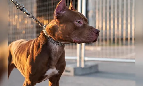 Menina de 3 anos é internada em estado grave após ataque de pitbull